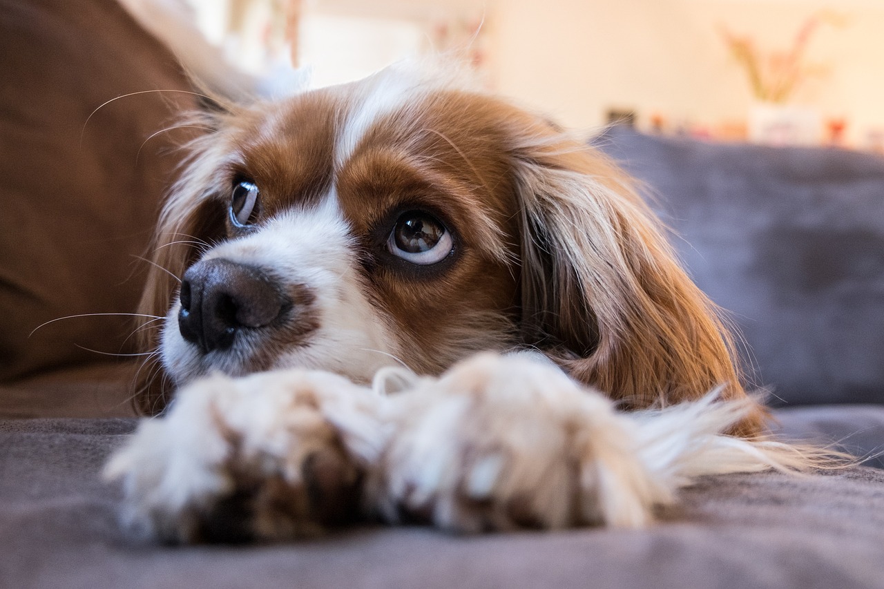 Do Barking Dogs Deter Burglars